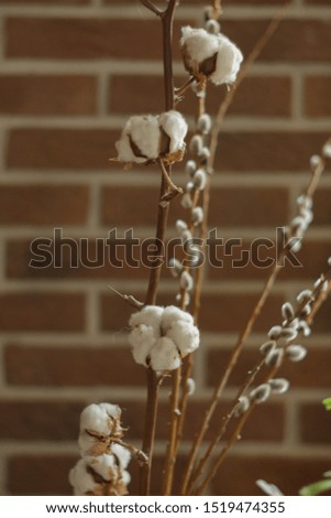 Beautiful white cotton flowers in a vase