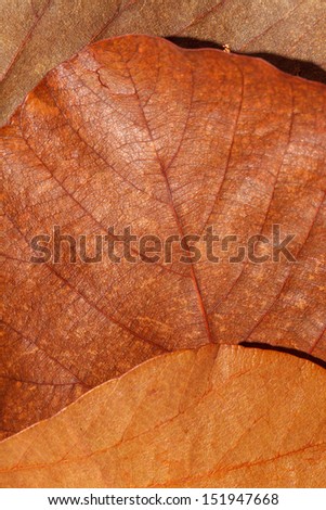 Leaves texture