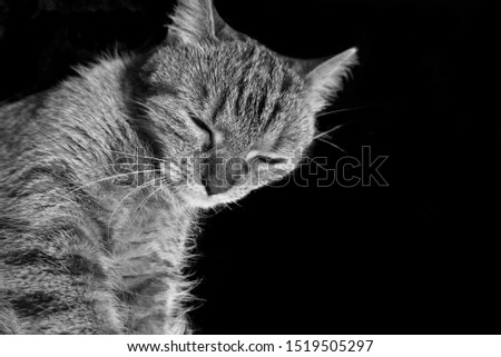 black and white image of sleeping cat,sleeping cat in front of black background