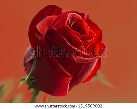 Red rose on a green stem is illuminated by the bright morning sun on a red background
