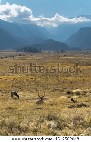 Elk grazing in the Moraine valley Rocky Mountain National Park.  Pictured looking towards mountains on a sunny autumn afternoon