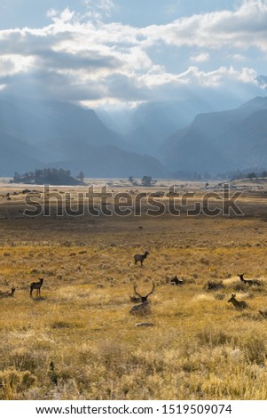 A heard of elk grazing in the Moraine valley Rocky Mountain National Park.  Pictured looking towards mountains on a sunny autumn afternoon