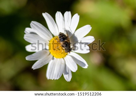 Field camomile flower, sunny day, close-up.
