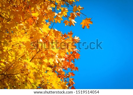 A branch of yellow autumn leaves against a bright blue sky.Autumn forest landscape. The colors of autumn.