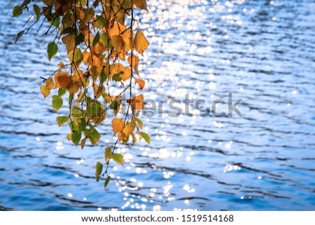 The solar path glare on the surface of the water, over which a branch with yellow-orange leaves bent.
Autumn forest landscape. The colors of autumn.

