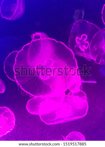 pink lights, jellyfish close up picture