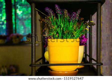 cute purple flowers in bright pots on a shelf