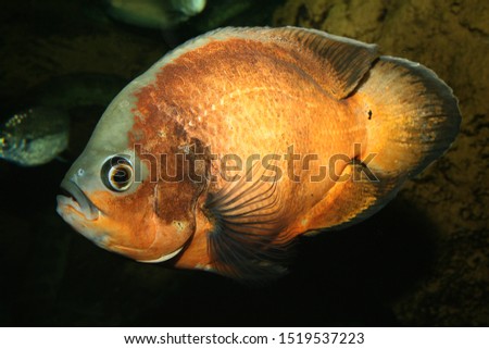 Oscar (fish) (Astronotus ocellatus) Amazon