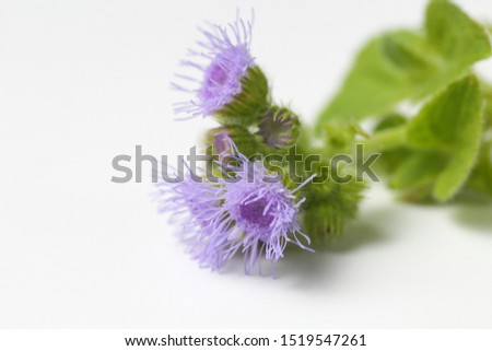 Fluffy lilac flower ( Mexican paintbrush or Ageratum houstonianum) on a white background.