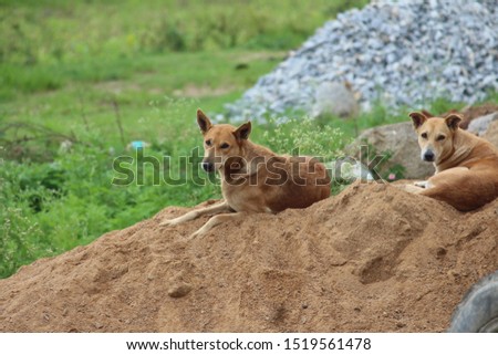 Couple of stray, street dogs rests on a pile of sand. Looks at me while I took pictures of them. Native breed but loyal creatures.