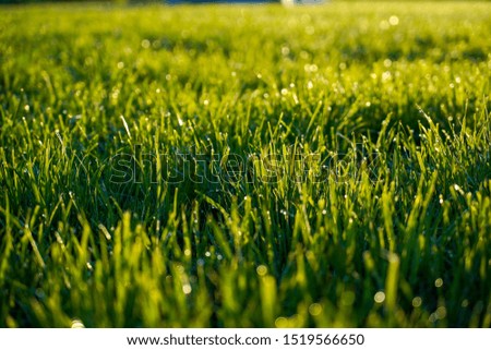 Field of green grass with drops of morning dew, close up, free space
