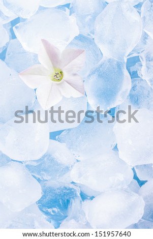 Close up photo of the small light white flower siting in the glass full off ice cubes.