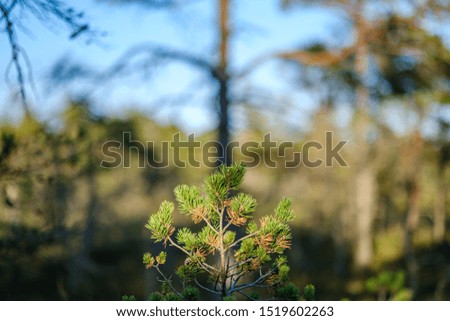 pine tree growe in sunny summer forest with blur background and fresh pines on the branches