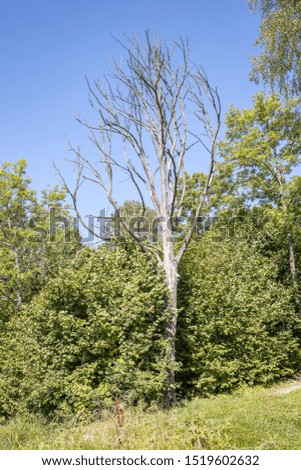 large isolated tree trunks in green forest with blur background. decorative nature image