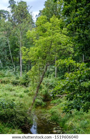 green summer forest foliage with leaves, grass and tree trunks in sunny day