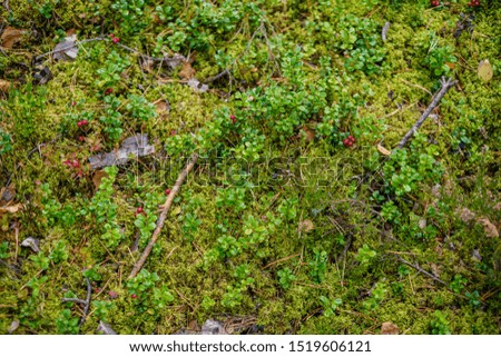 red cranberries in green forest bed in late summer country