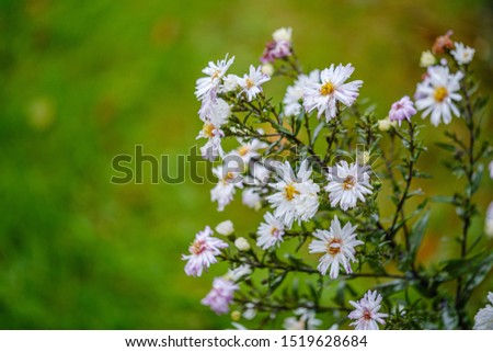 colorful autumn flowers blooming isolated on blur background in garden