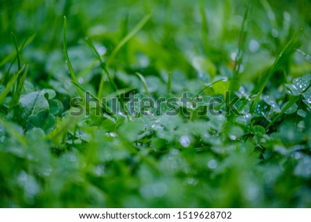 green grass with dew drops and blur background. abstract with shallow depth of field