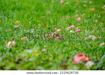 red apples on wet green grass in garden, blur background autumn colors