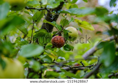 rotten apples in autumn garden in trees and on the ground green grass