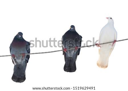 pigeons sit on a wire isolated on white background
