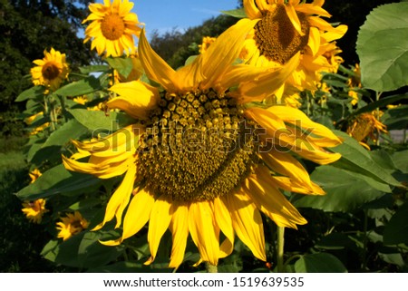 Close-up  at a sunflower in a field