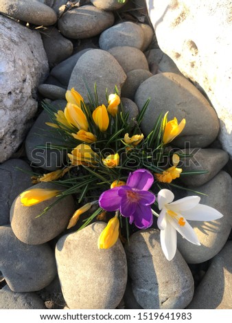Photo of a yellow, white, purple crocus or saffron.