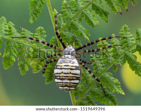 banded garden spider, Argiope trifasciata, climbing on a fern frond. Dorsal view. This large species is found around the world including Europe and north America Royalty-Free Stock Photo #1519649396