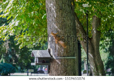 Young squirrel at a feeding trough on a tree.