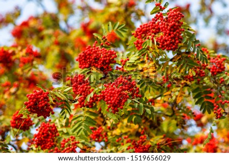 Autumn berries rowan in branches.( Sorbus aucuparia)