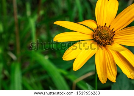Expressive yellow flower on a natural background. Beautiful background. Nature concept