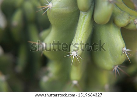 Cactus approach with sharp spines