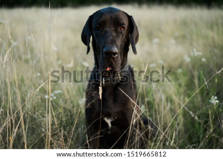 beautiful black mastiff looks at the camera on nature
