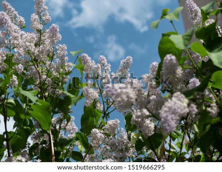 Beautiful lilac flower on a background of blue sky