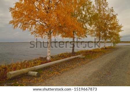 Beautiful alley of golden birch trees by the sea in autumn.