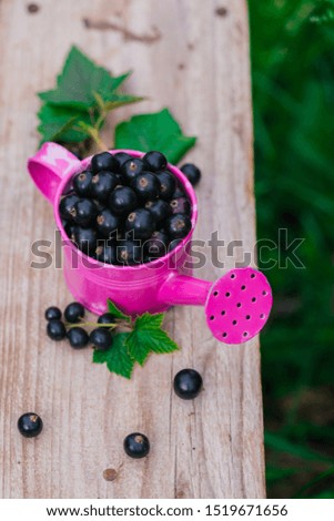 Fresh ripe blackcurrant scattered and one pink metal watering can on old wooden table, summer harvest concept