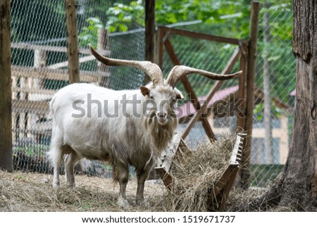 Wild goat posing for a picture near the trough. 