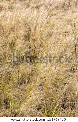 Background of dried dry grass autumn landscape.