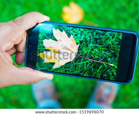 snapshot of autumn on a smartphone. sneakers in green grass background. top view of man taking a picture with mobile phone of sporty casual shoes.yellow leaves on screen. autumn and technology concep