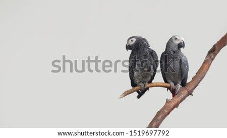 two grey parrots isolated on white on branch exotic pet 