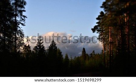 Forest and sky in the late night