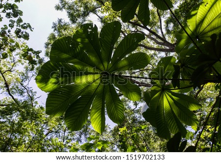 Large lobed leaf of the cecropia tree