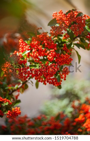 Pyracantha Firethorn orange berries with green leaves. Nature backgrounds.