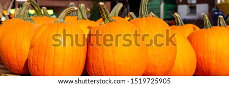 Many pumpkins in autumn market, banner. Orange pumpkins sale by the farmhouse, close up. Many big pumpkin on table, closeup