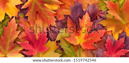 Amazing colorful background of autumn maple tree leaves close up. Multicolor maple leaves autumn background. High quality resolution picture