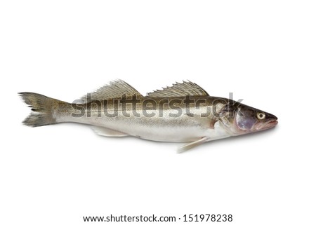 Fresh raw Zander fish isolated on white background Royalty-Free Stock Photo #151978238