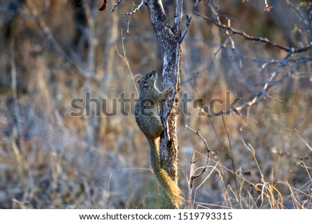 Squirrel climbing up a tree 