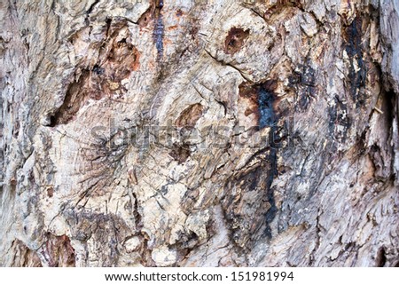 Old Wood Tree Texture Background Pattern 