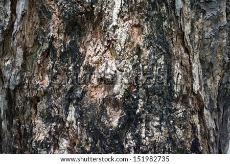 Texture of bark in the natural park. 