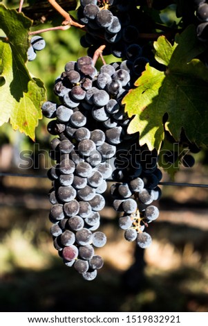 Wine grapes ready for harvest